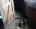 Собаки в Кузнецке: Продам щенков русской гончей Разнополые, 3 000 руб. - фото 3
