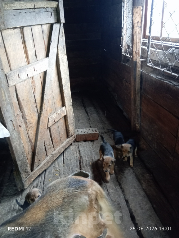 Собаки в Кузнецке: Продам щенков русской гончей Разнополые, 3 000 руб. - фото 3