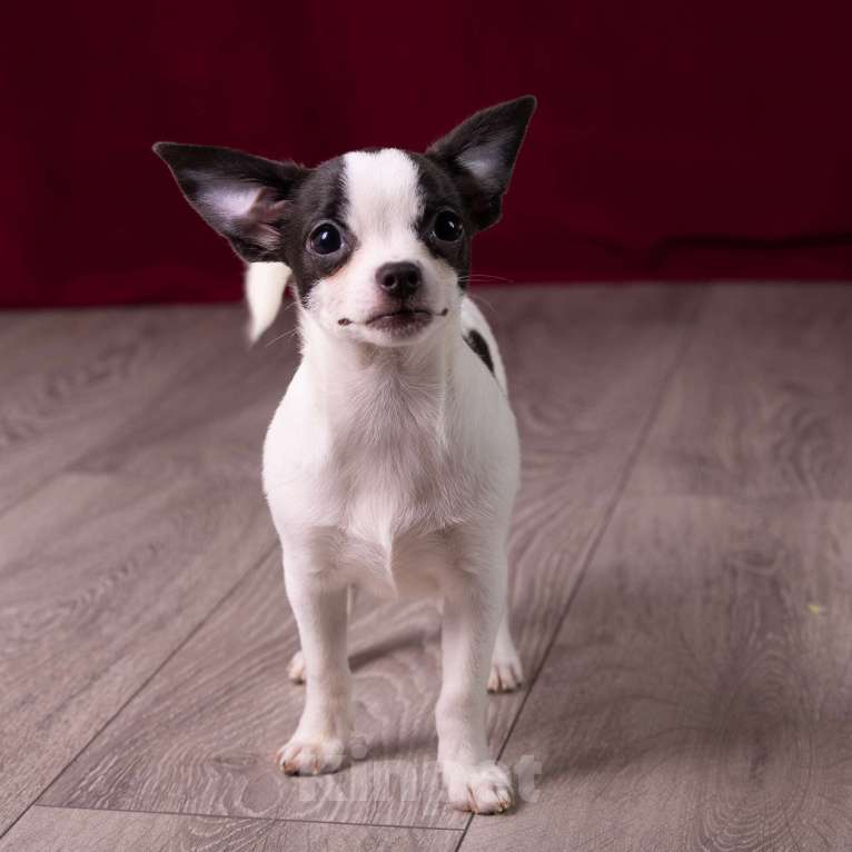 Собаки в Балашихе: Мальчик  чихуахуа  Мальчик, 25 000 руб. - фото 4