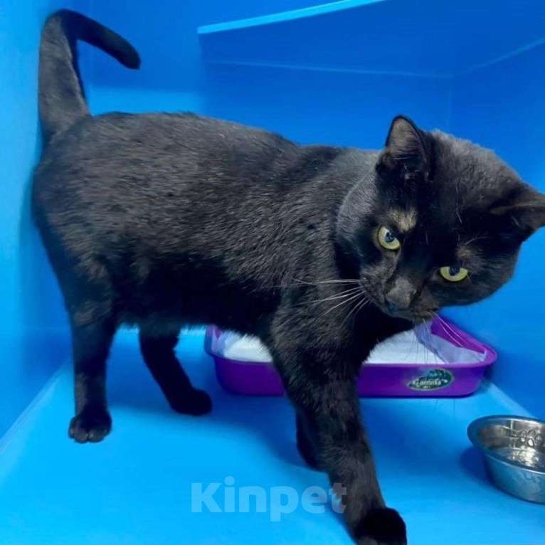 Кошки в Москве: Амура вернули 💔 Мальчик, Бесплатно - фото 5