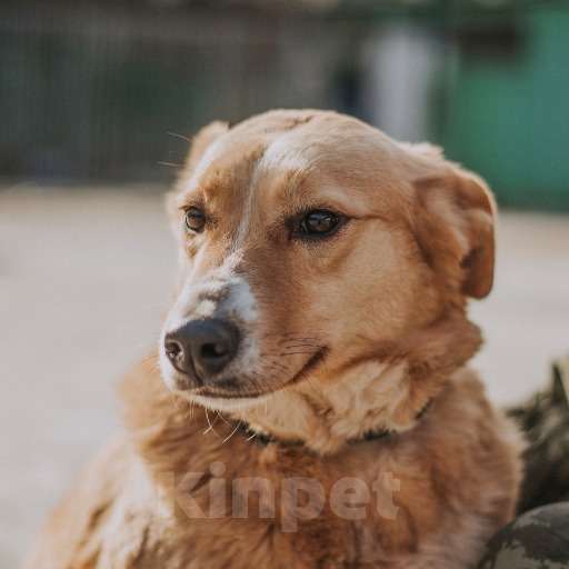 Собаки в Москве: Айна Девочка, Бесплатно - фото 2