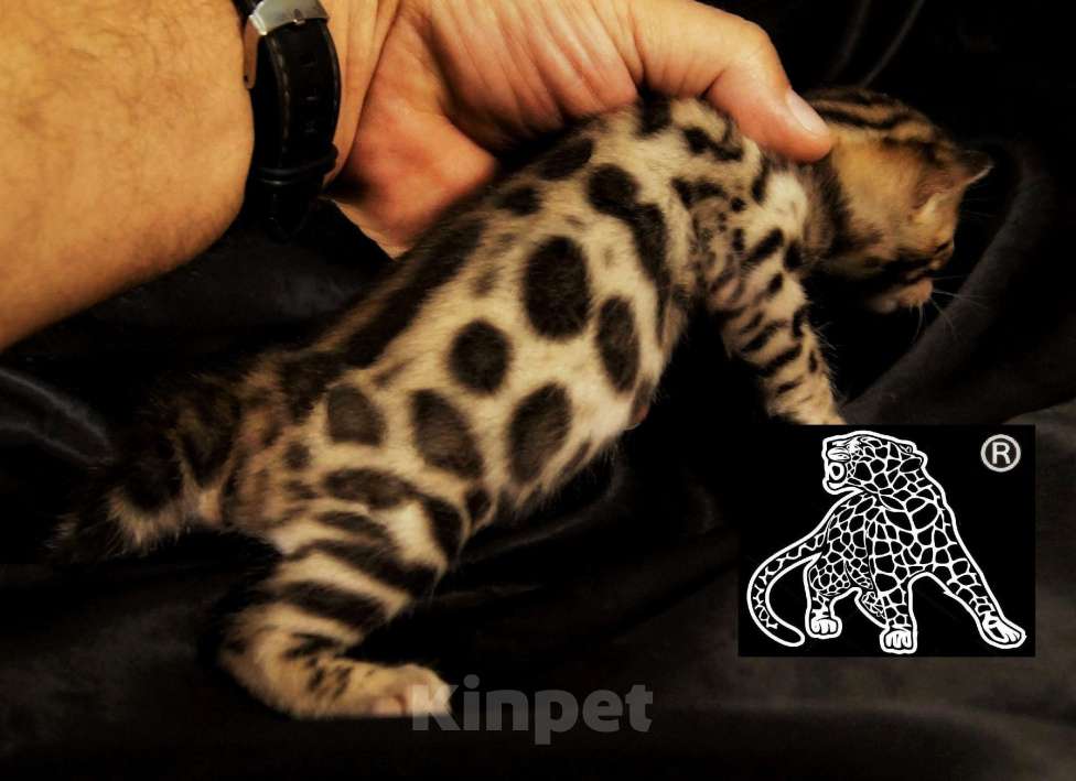 Кошки в Хабаровске: Бенгальский котенок. Профессиональный Питомник. Мальчик, Бесплатно - фото 10