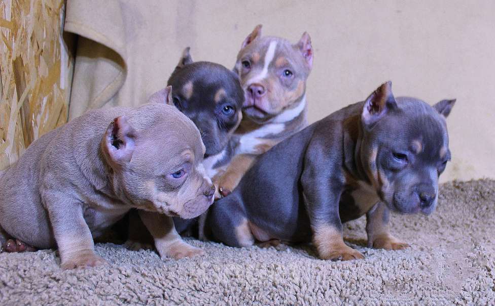 Собаки в Москве: Маленькие булочки Девочка, 90 000 руб. - фото 1