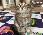 Кошки в Нижнем Тагиле: Котенок Мейн-кун Девочка, 45 000 руб. - фото 2