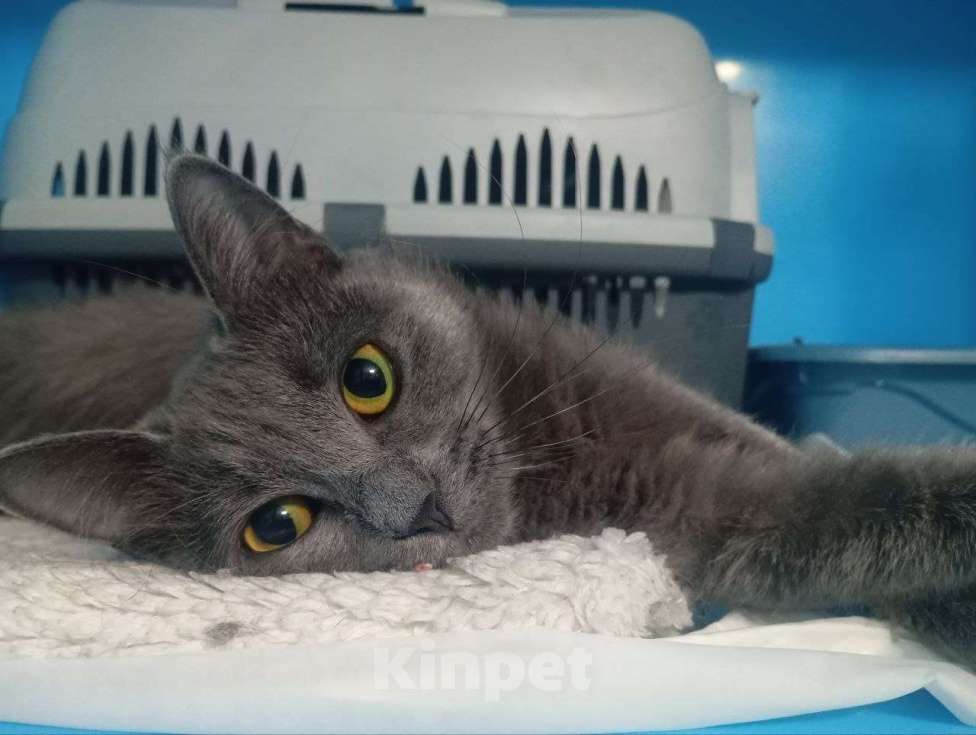 Кошки в Москве: Котенок Грея ищет дом Девочка, Бесплатно - фото 3