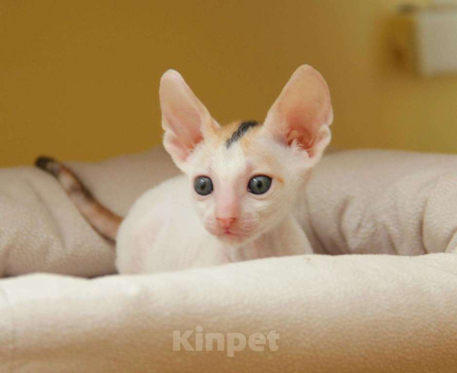 Кошки в Ливны: Красивые котята корниш рекс, 45 000 руб. - фото 1