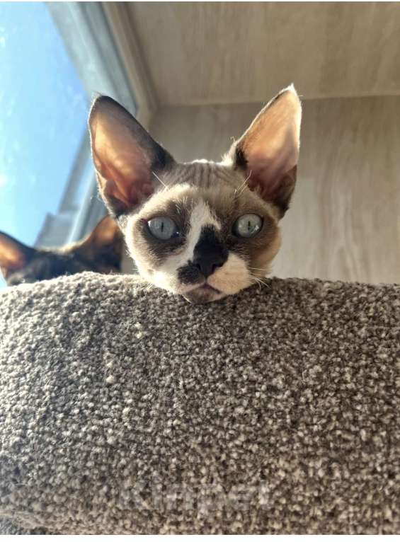 Кошки в Москве: Девон-рекс от чемпиона Разнополые, 80 000 руб. - фото 5