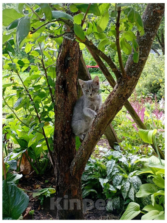 Кошки в Москве: Котенок Лилу ищет дом Девочка, Бесплатно - фото 3