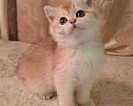 Кошки в Москве: Золотая девочка ny 11 Девочка, 35 000 руб. - фото 1