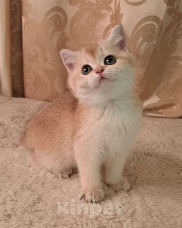 Кошки в Москве: Золотая девочка ny 11 Девочка, 35 000 руб. - фото 1