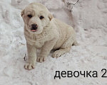 Собаки в Раменском: Девочки алабая Девочка, 12 000 руб. - фото 2