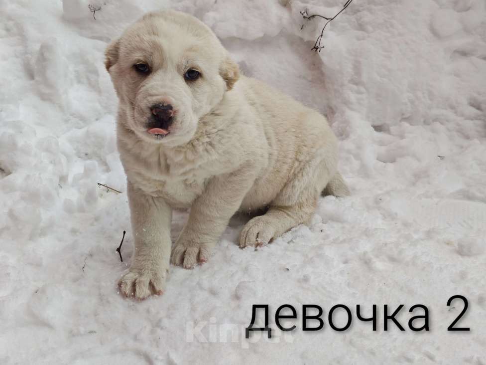 Собаки в Раменском: Девочки алабая Девочка, 12 000 руб. - фото 2