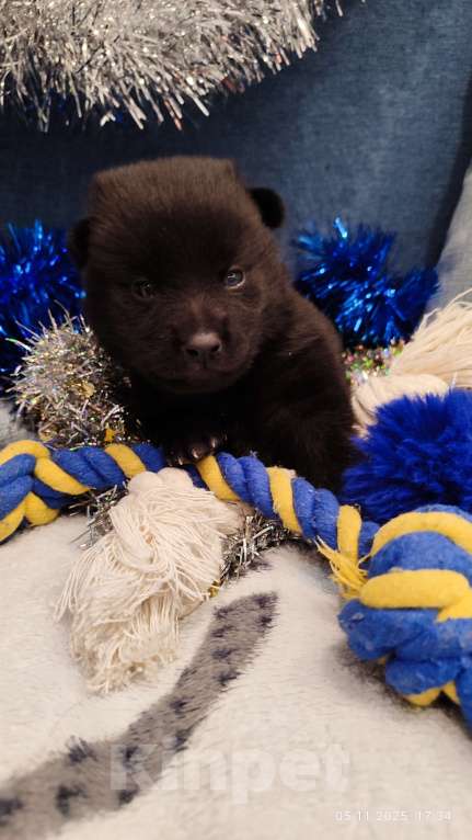 Собаки в Раменском: Щенки шипперке от титулованных родителей в домашних условиях Мальчик, 70 000 руб. - фото 3