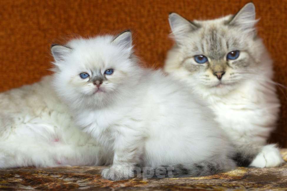 Кошки в Санкт-Петербурге: невский маскарадный мальчик Мальчик, 60 000 руб. - фото 3