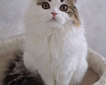 Кошки в Ярославле: Шотландская длинношерстная девочка Девочка, 25 000 руб. - фото 1