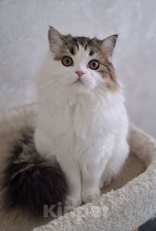 Кошки в Ярославле: Шотландская длинношерстная девочка Девочка, 25 000 руб. - фото 1