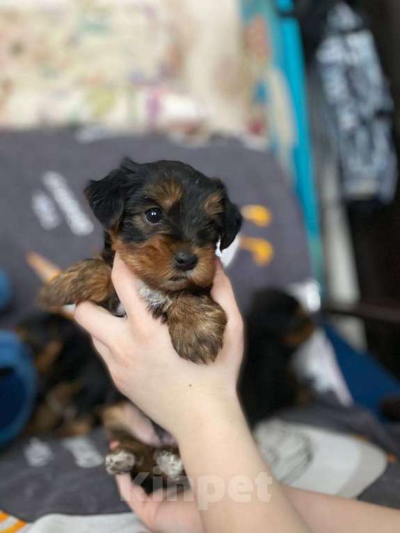 Собаки в Уфе: Щенок йоркширского терьера Разнополые, 25 000 руб. - фото 2