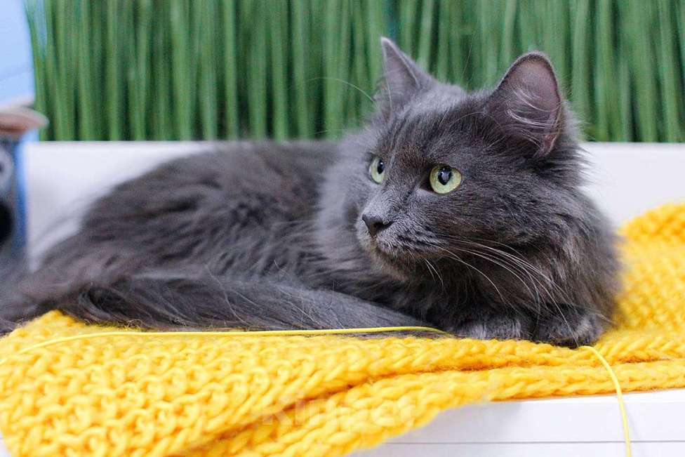 Кошки в Москве: Зеленоглазая нибелунг Гренни в добрые руки Девочка, Бесплатно - фото 2