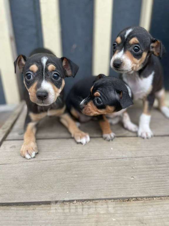 Собаки в Санкт-Петербурге: Той терьер  Мальчик, 18 000 руб. - фото 3