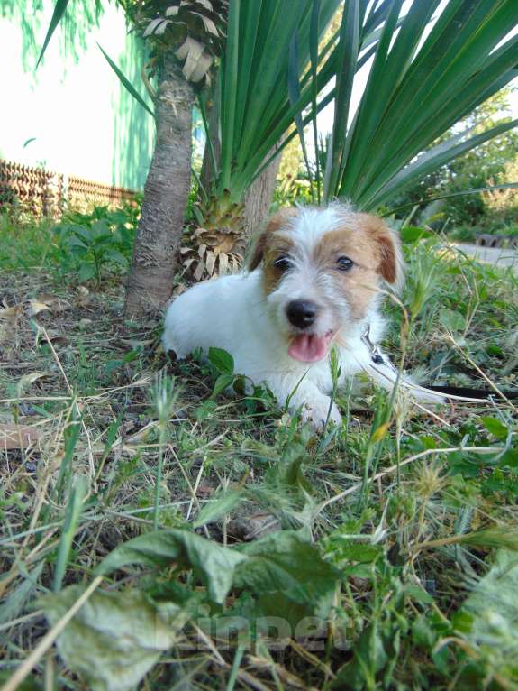 Собаки в Москве: Высокопородный щенок Джек Рассел терьера жесткошерстный Мальчик, Бесплатно - фото 9