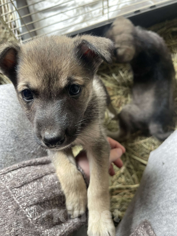 Собаки в Москве: Девочка и мальчик помесь с лайкой Девочка, Бесплатно - фото 2