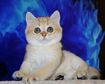 Кошки в Краснодаре: шотландские золотые шиншиллы ДЕВОЧКА окрас ny11 Девочка, Бесплатно - фото 1