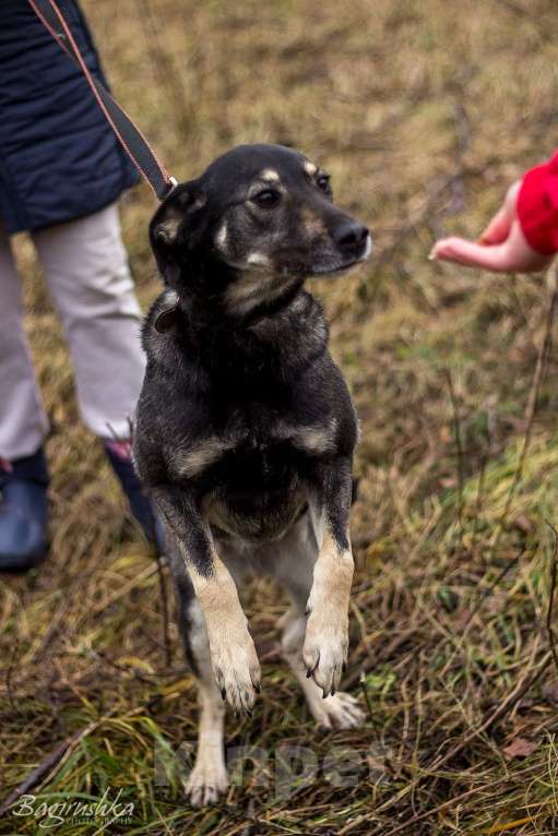 Собаки в Москве: Табити Девочка, Бесплатно - фото 7