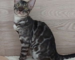 Кошки в Москве: Бенгальский ктик Мальчик, Бесплатно - фото 5