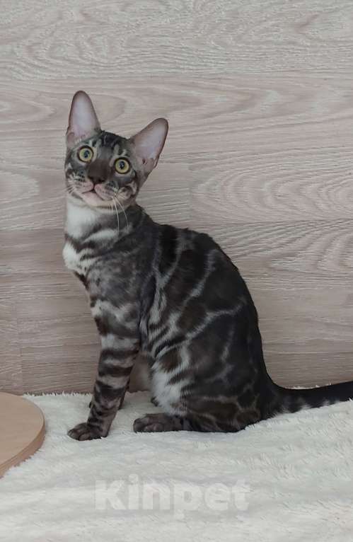 Кошки в Москве: Бенгальский ктик Мальчик, Бесплатно - фото 5