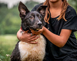Собаки в других городах Владимирской области: Красивая собака коротколапик в добрые руки Девочка, Бесплатно - фото 2
