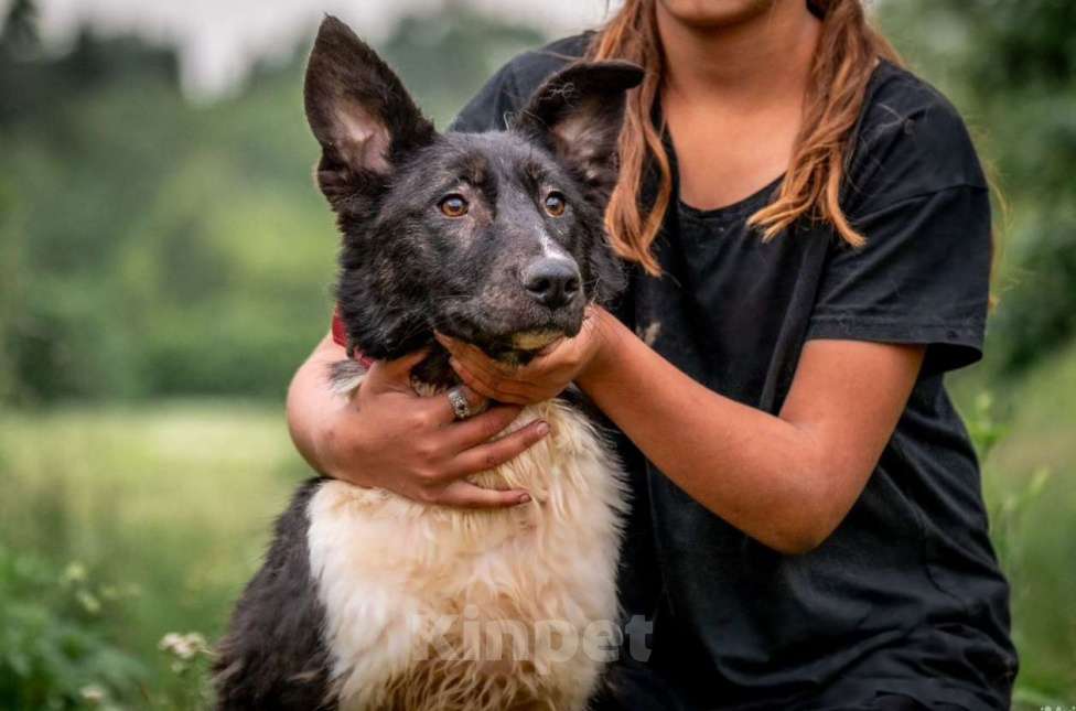 Собаки в других городах Владимирской области: Красивая собака коротколапик в добрые руки Девочка, Бесплатно - фото 2