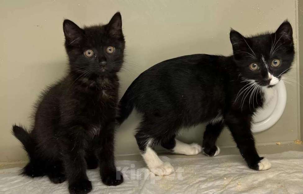 Кошки в Москве: Котята Шурик, Мия и Валентин ищут дом. Мальчик, Бесплатно - фото 8