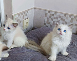 Кошки в Москве: Рэгдолл девочки  Мальчик, 37 000 руб. - фото 1