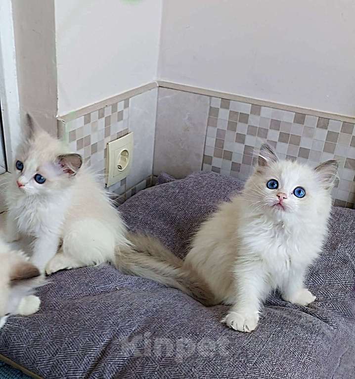Кошки в Москве: Рэгдолл девочки  Мальчик, 37 000 руб. - фото 1