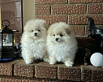 Собаки в Перми: Померанский шпиц Девочка, 25 руб. - фото 1