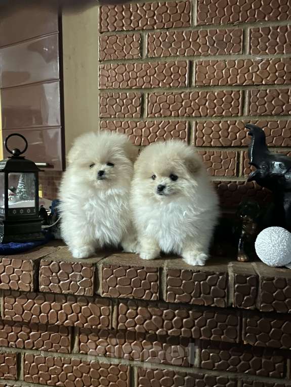 Собаки в Перми: Померанский шпиц Девочка, 25 руб. - фото 1