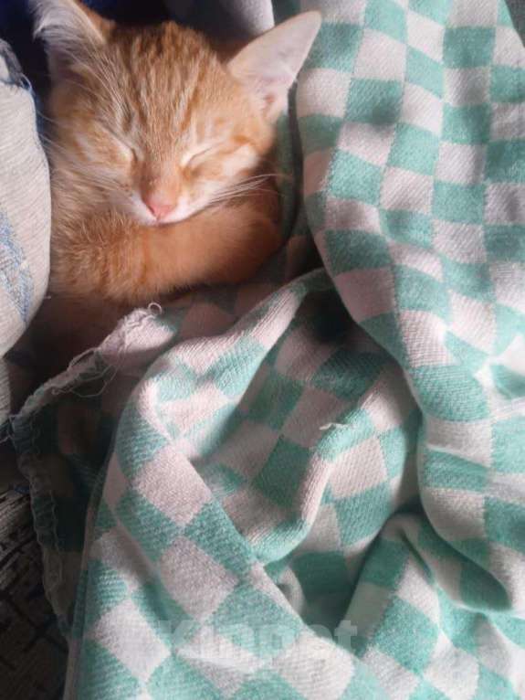 Кошки в Казани: Отдам кошку в хорошие руки Девочка, Бесплатно - фото 2