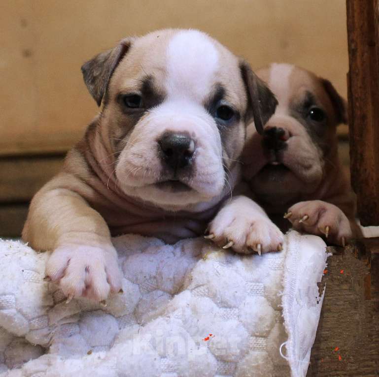 Собаки в Москве: Мальчики и девочки американский булли. Разнополые, 70 000 руб. - фото 9