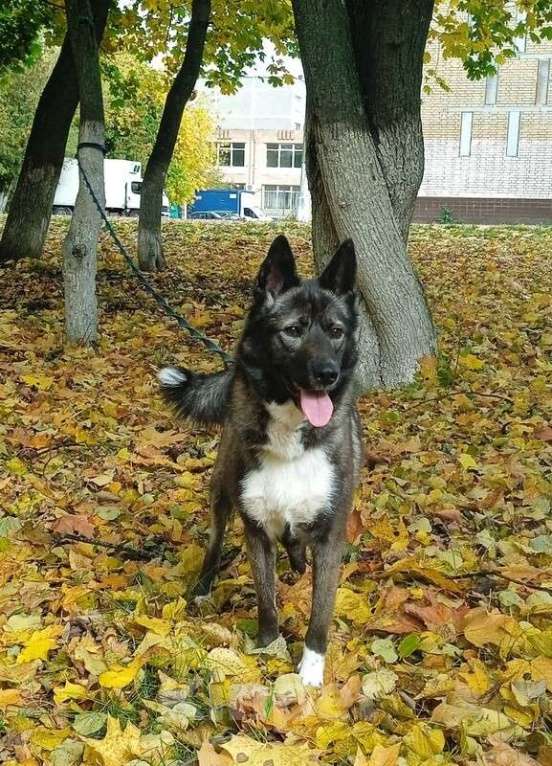 Собаки в Москве: Метис американской акиты Симба в добрые руки Девочка, Бесплатно - фото 4
