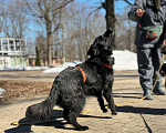 Собаки в Москве: Роскошная Шерон ищет дом Девочка, Бесплатно - фото 6
