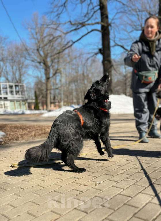 Собаки в Москве: Роскошная Шерон ищет дом Девочка, Бесплатно - фото 6