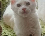 Кошки в Симферополе: Котята Мейн Кун  Девочка, 15 000 руб. - фото 6