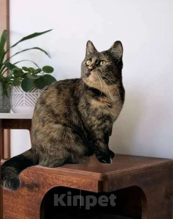 Кошки в Санкт-Петербурге: Кошечка Марфуша ждет и ждет Девочка, Бесплатно - фото 1