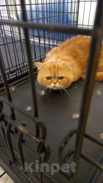 Кошки в Москве: Жан Клод ван кот ищет дом Мальчик, Бесплатно - фото 2