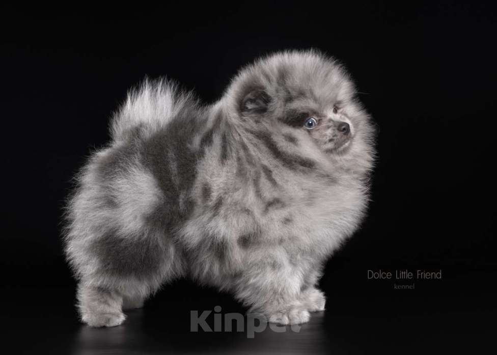 Собаки в Нижнем Новгороде: чудо мальчик- голубой мерль Мальчик, 50 000 руб. - фото 4