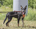 Собаки в Москве: Агата ищет свой дом Девочка, Бесплатно - фото 3