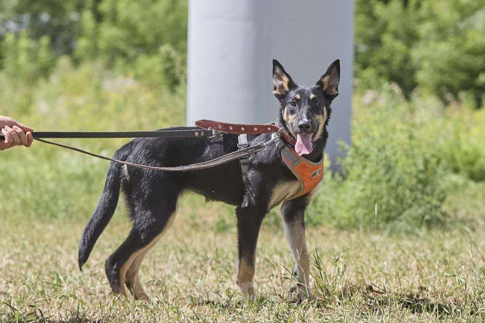 Собаки в Москве: Агата ищет свой дом Девочка, Бесплатно - фото 3