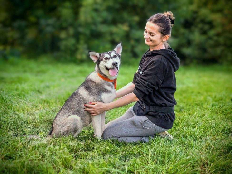 Собаки в Москве: Миниатюрная хаски Таура Девочка, Бесплатно - фото 7