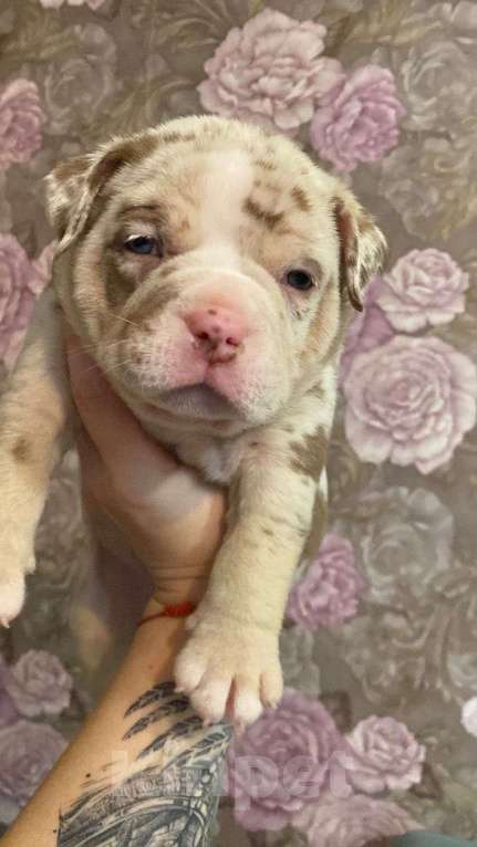 Собаки в Кандалакше: Малыши булли  Мальчик, Бесплатно - фото 5