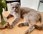 Кошки в Москве: Кот Хью британский красавец в дар. Мальчик, Бесплатно - фото 2